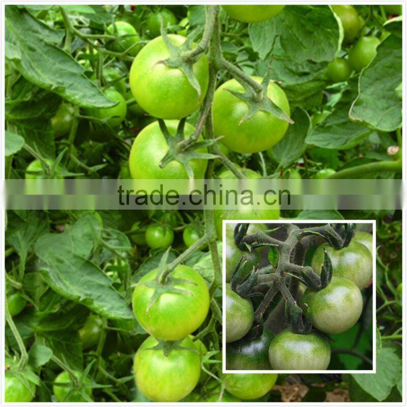 Good taste and strong growth small green tomato seeds Green pearl F1