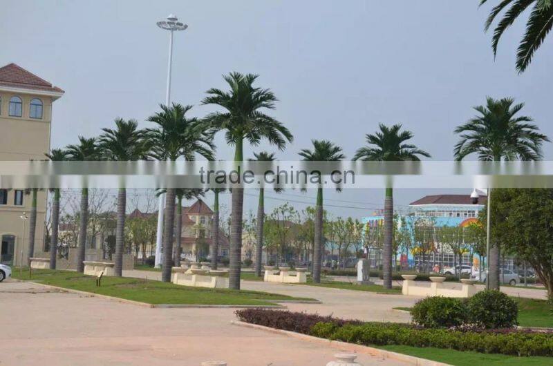 landscape tropical tree project big tree supplier