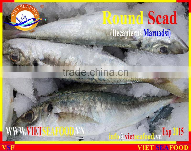 FROZEN MARUADSI WHOLE ROUND (ROUND SCAD)