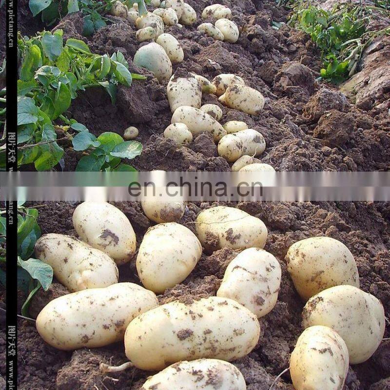 potato garlic harvester machine potato harvester machine