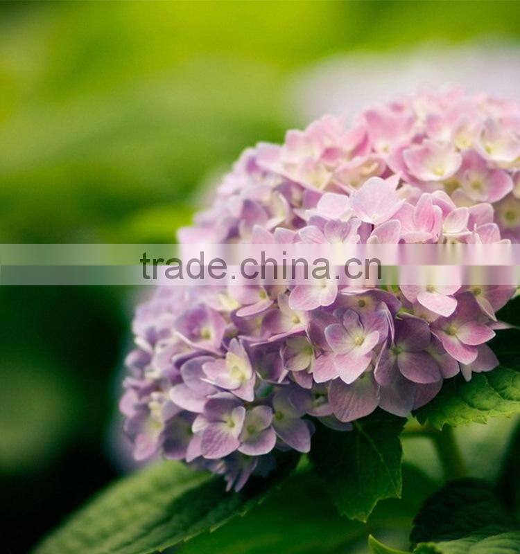 New Crazy Selling hydrangea buy direct from factory