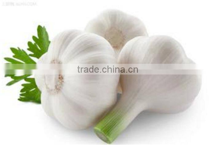 garlic in brine garlic pickles garlic