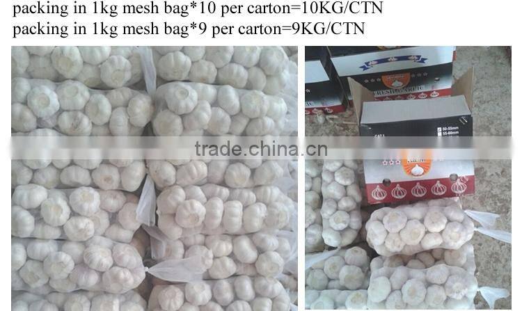 3P MESH BAG 10KG packings CARTON normal white Russia East Europe fresh garlic middle east Pakistan 5.5CM 6.0 CM