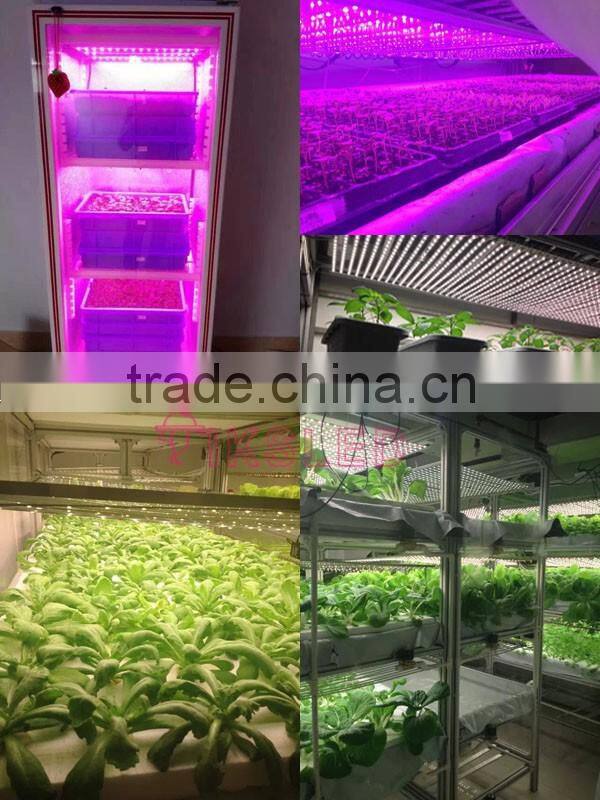 Korea led plant grow light strip lighting Red:Blue 3:1 4:1 5:1 6:1 7:1 8:1 9:1 LED Grow