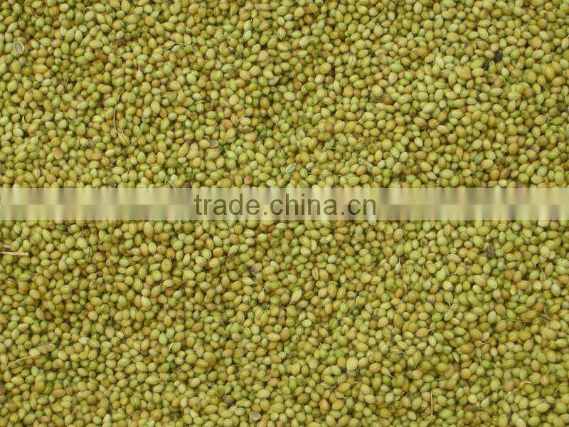 CORIANDER SEEDS / CORIANDER POWDER