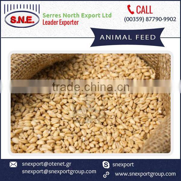 2016 New Healthy Animal Feed for Cattles