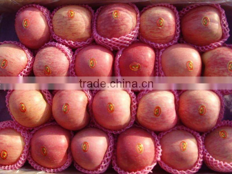 new season fresh fuji apple2012