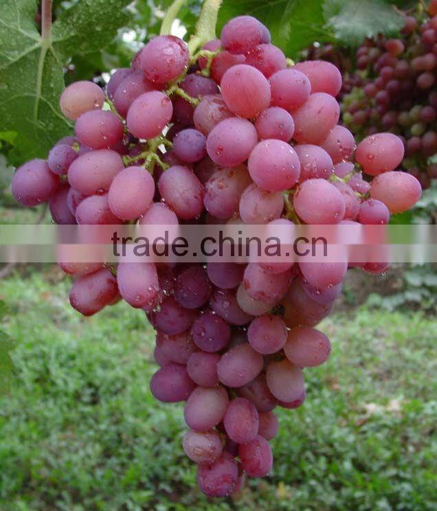 Fresh style and grapefruit type fresh fruit from China