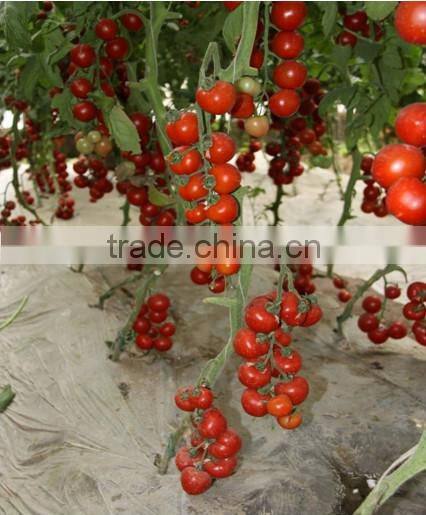 Hybrid High Density Fruits Setting Round Red Cherry Tomato Seeds For Growing-Wonderful