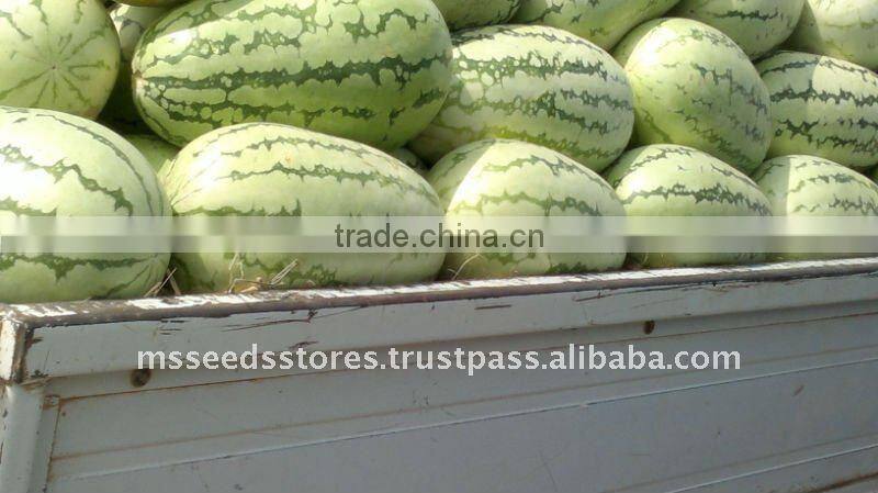ANARKALI Hybrid Watermelon Seeds