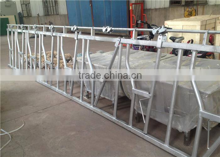 Galvanized Steel Pipe Cow Healock for 8 Cows Locking