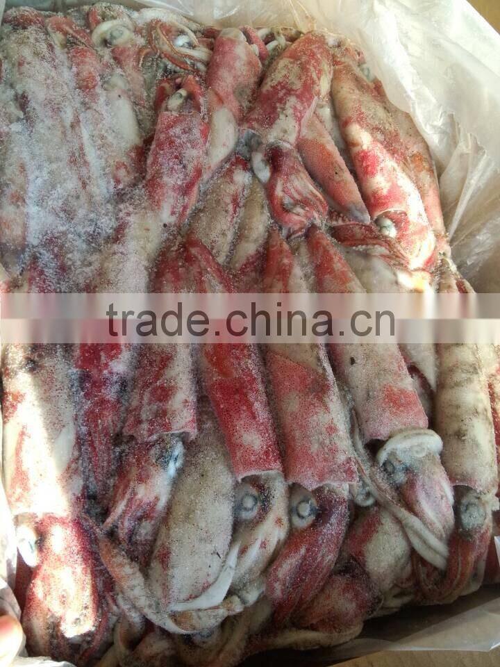 Frozen Loligo Squid High Quality
