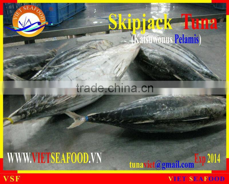 FROZEN SKIPJACK TUNA W/R