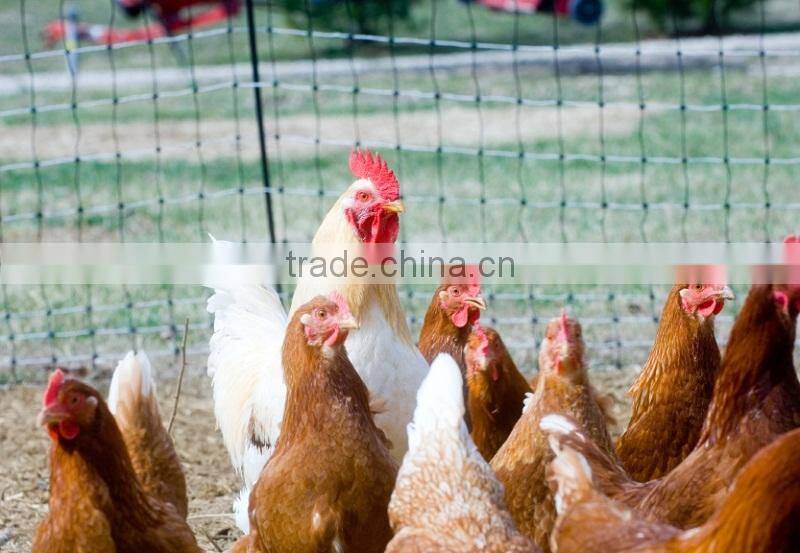 Agricultural netting anti bird net with 2 inch holes/extruded garden anti bird net/fruit cover bird screen mesh