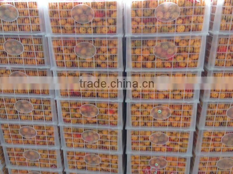 Baby mandarin/ Fresh mandarin orange/Chinese baby mandarins