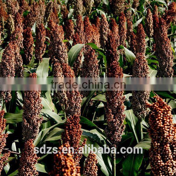 very competitive grain sorghum price