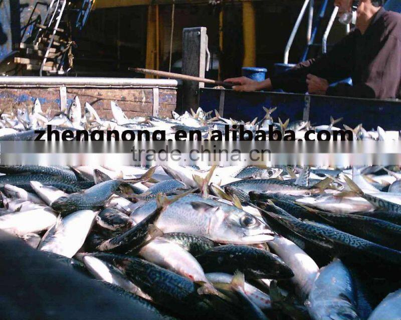 Hot-sell Canned mackerel in tomato sauce 155g