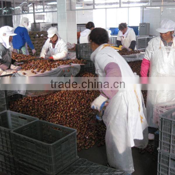 dandong city chestnuts jinhua species
