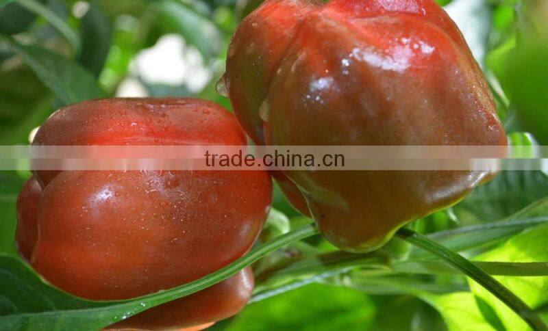 high quality yellow bell pepper colorful pepper on sale