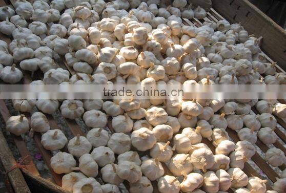the newest hot sell garlic granules 8-16 mesh in China