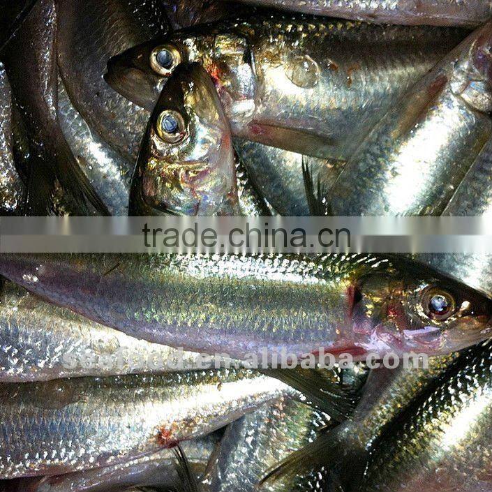 80-120g Frozen sardine