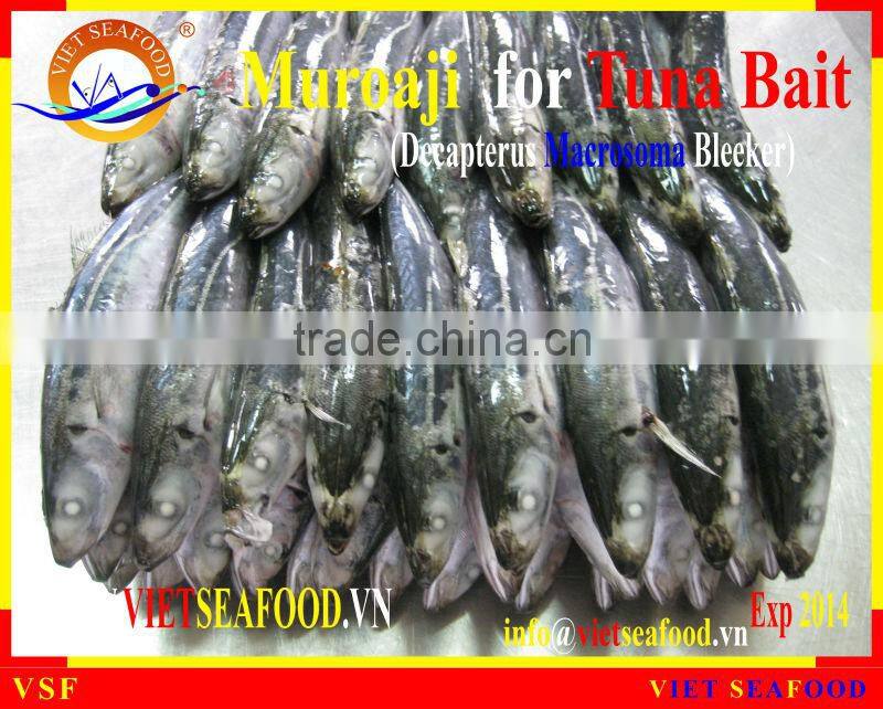 FROZEN MUROAJI FOR TUNA BAIT