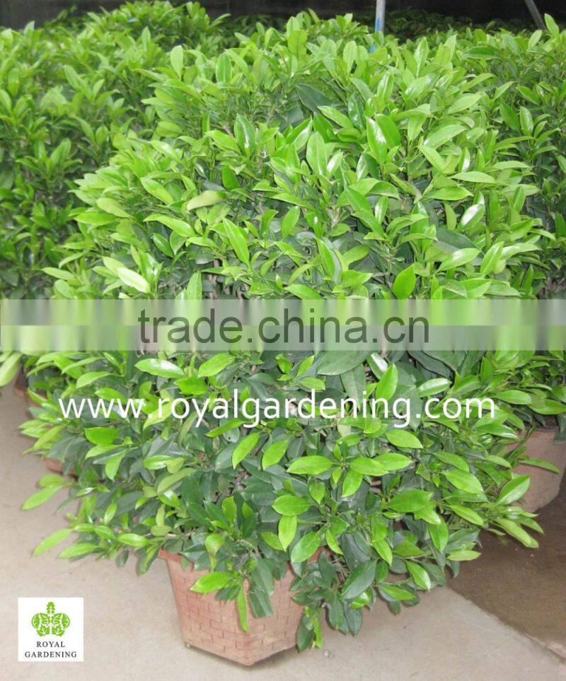 Stephanotis floribunda (Madagascar Jasmine, Waxflower, Hawaiian Wedding Flower)