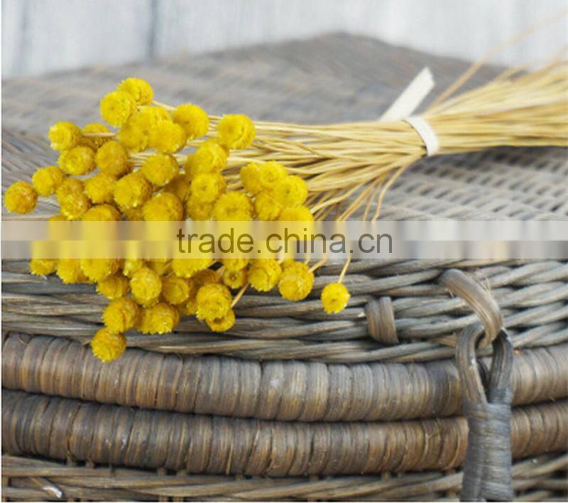 Dried natural small mini flower Brazilian art artificial dried flower home decoration