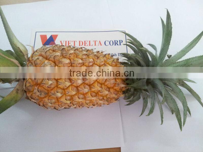 Fresh Pineapple - new crop of premium quality