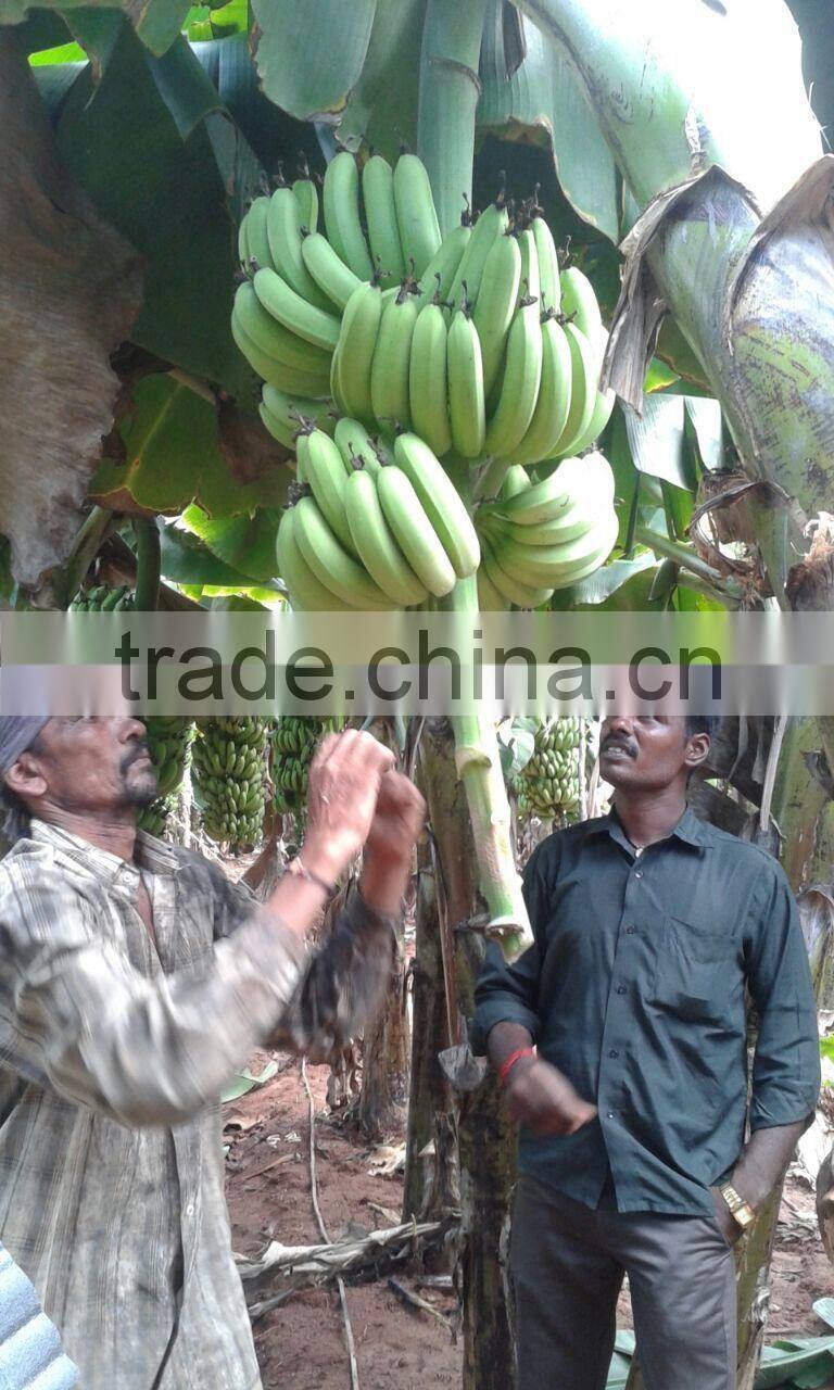 Fresh Cavendish Banana from Tamilnadu