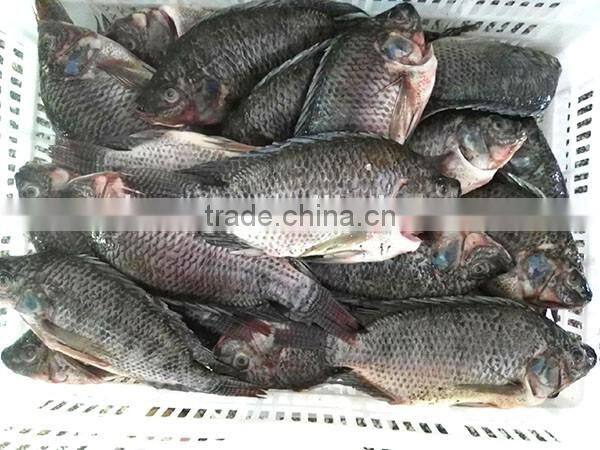 Tilapia GS whole gutted scaled IQF