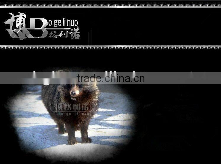 in stock BGN-4218 Bergino 1-12# professional raccoon hair brush artist for oil painting acrylic painting and gouache painting