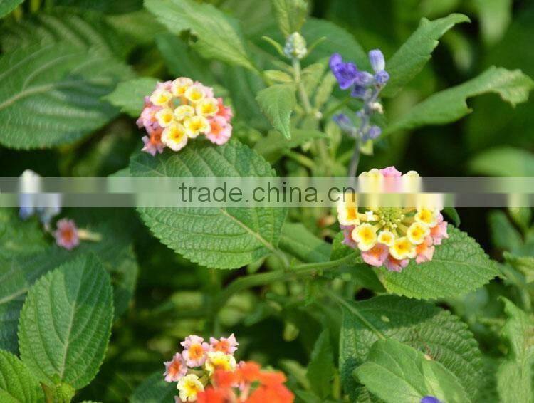The shrub plant Lantana camara seedling