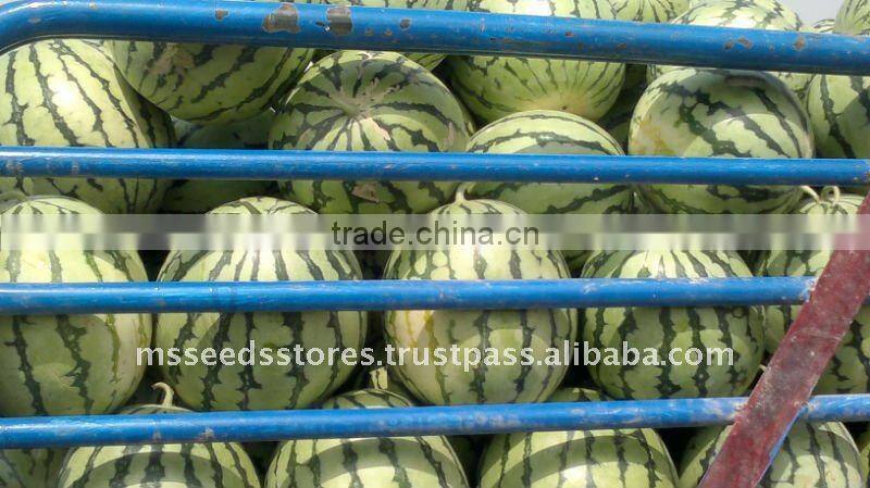 XIANONG NO: 8 Hybrid Watermelon Seeds