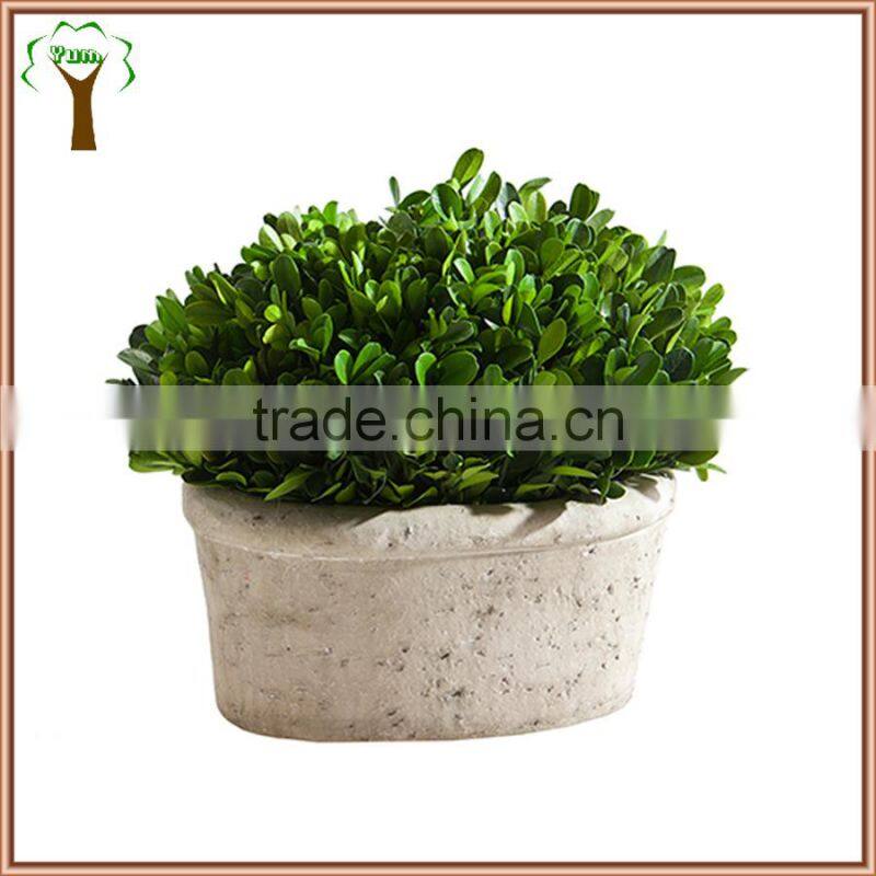 white potted boxwood preserved oval wholesale to abroad
