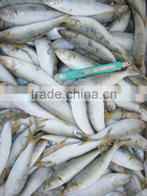 bulgaria export sardine