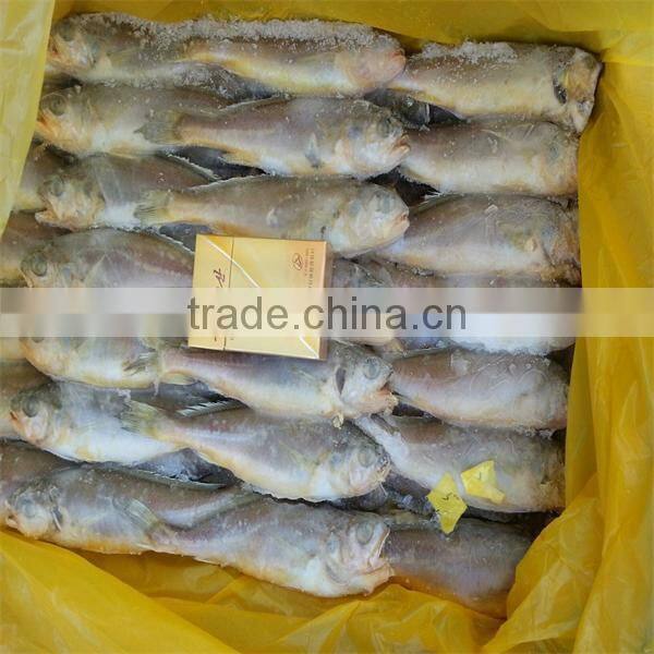 iqf yellow fish with fish bulk pack
