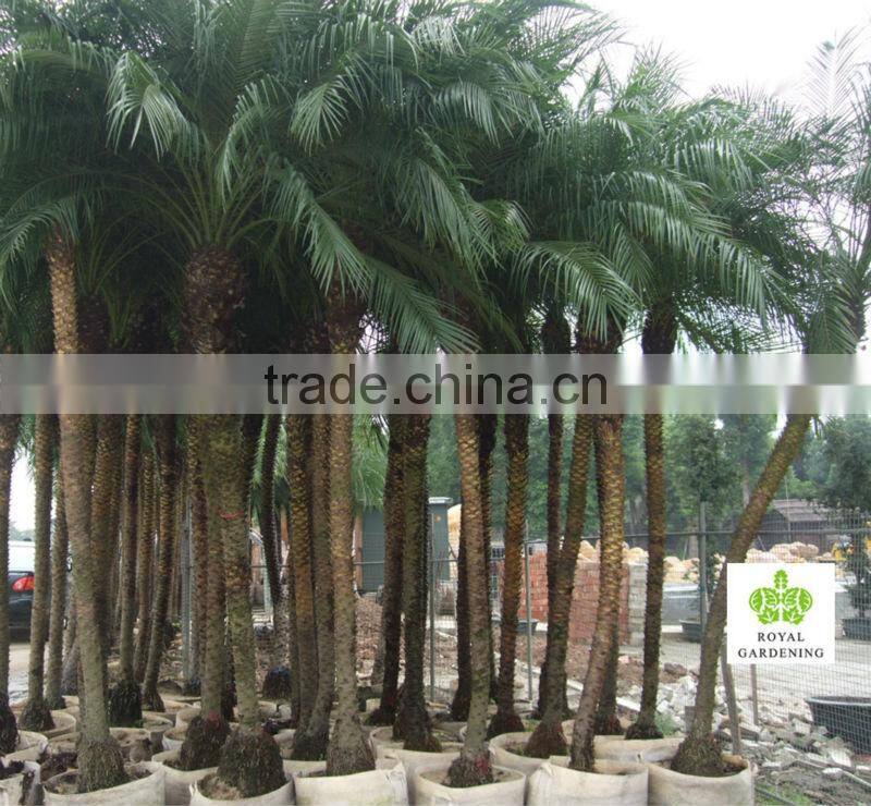 Phoenix roebelenii Palm Tree Wholesale high 1.3-3m