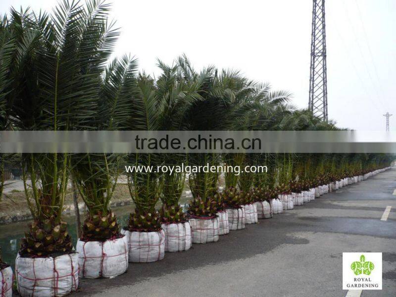 Phoenix canariensis palm tree nursery landscaping trees