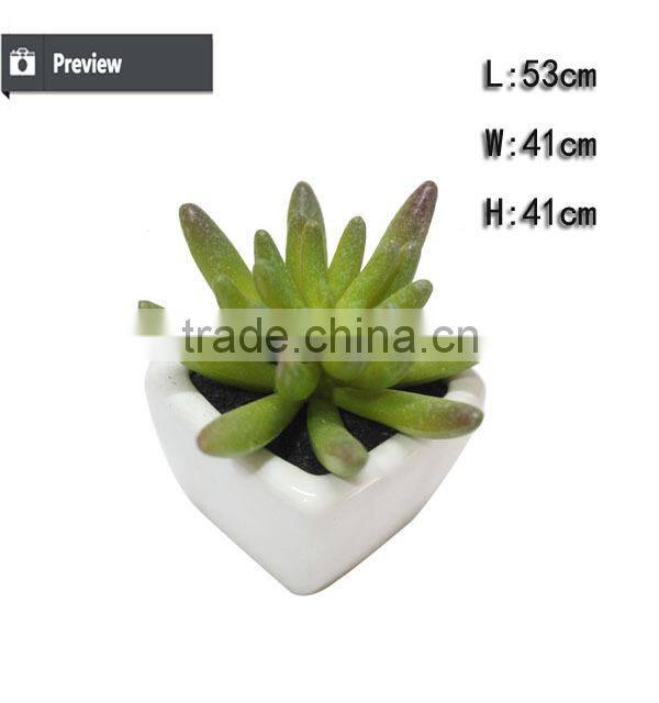 Hot sale mini succulent plants for home and garden decoration