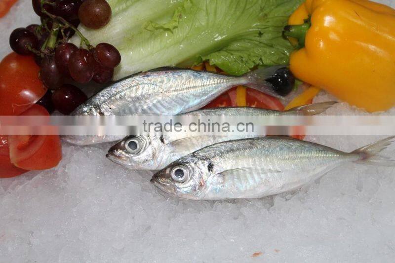 china frozen seafood big/small eyes scad fish