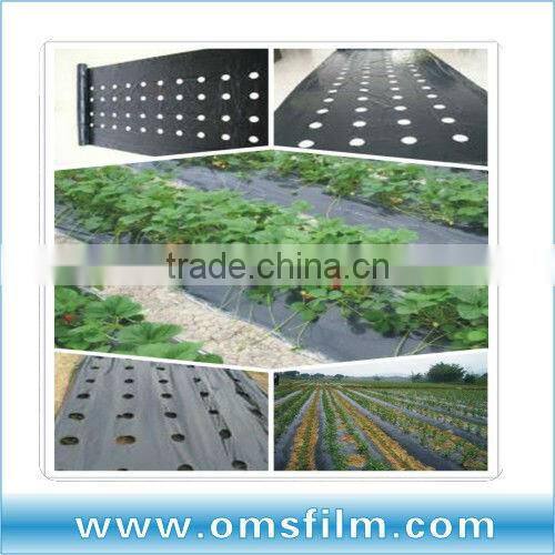 Silver and Black perforated Mulch film for Strawberry planting