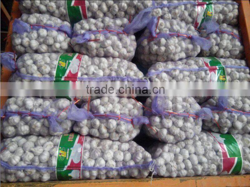 hot sale 2015 normal white garlic