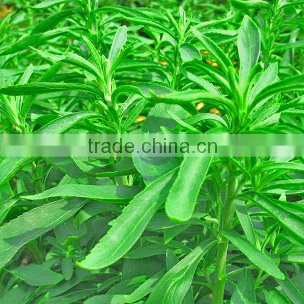 Stevia suger: Stevia extract Stevioside Rebaudioside A (RA) 95%