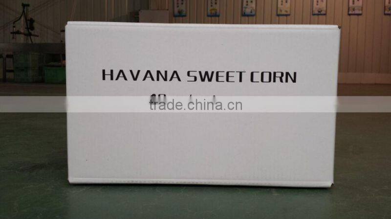 Fresh Sweet Corn Cob Vacuumed