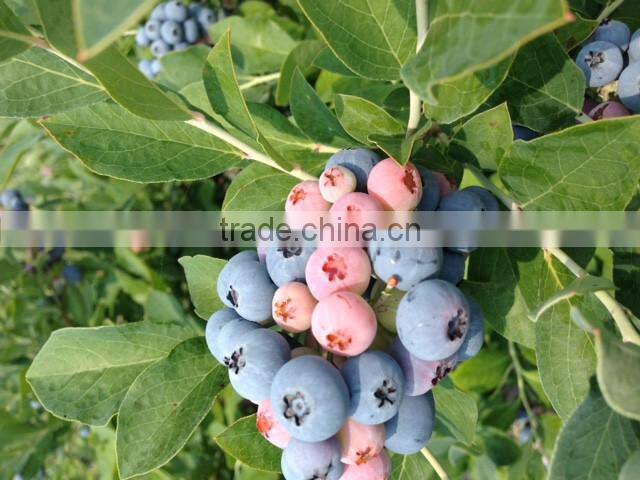 Japanese High Quality Blueberry Jam 150g