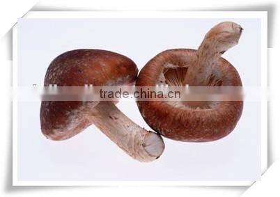 Wholesale fresh shitake mushroom