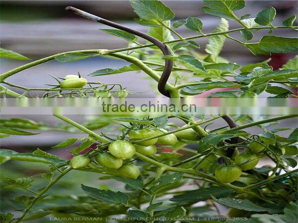 tomato spiral plant stake wire