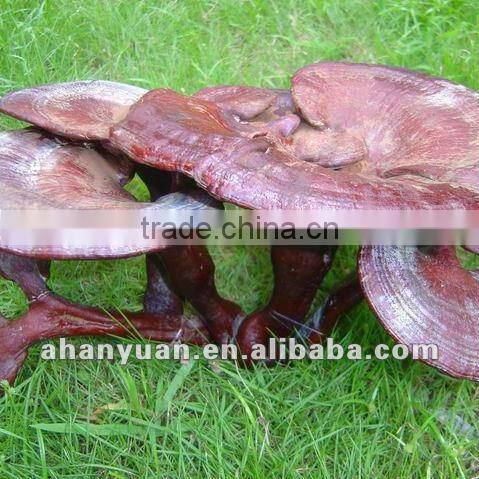 No Any Additives 100% Naturnal Ganoderma Extract