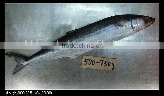 spanish mackerel fish new coming